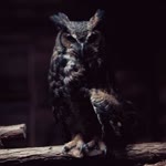Enes