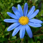 Büşra