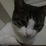 Ella