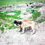 Cihan