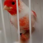 Zafer