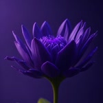 Zeyneb