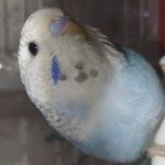 Hobihanem