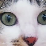 Melek
