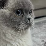 Özlem
