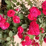 Fatma