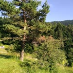 Kazım
