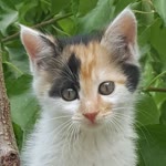 Sibel