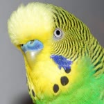 Ozan