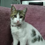 Elif