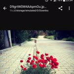Elif