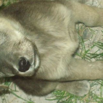 Gökçer