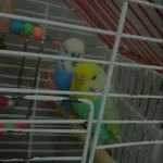 Yeliz