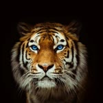 Metin