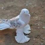 İshak
