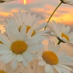 Ayse