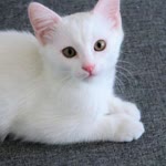 Elif