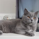 Saliha
