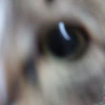 Elif