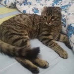 Davut