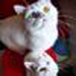 Seyhan