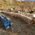 Abdulcelil