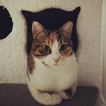 Sevda