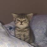 Meltem