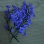 Meral
