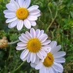 Deniz