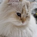 Şehnaz
