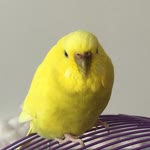 Nazlıcan