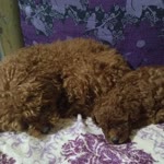 Hatice