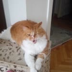 Nilay