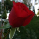 Emine