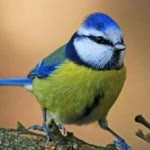 Cengiz
