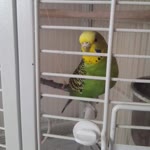 Umut