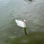 Abdullah