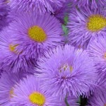 Emine