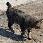 Hayati