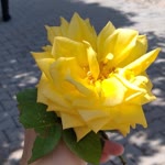 Ebru