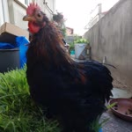 Fatih