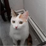 Busem