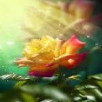 Hatice
