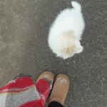 Melek
