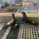 Ercan