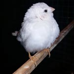Hülya
