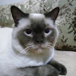 Zekiye