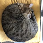 Ali