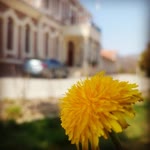Kadriye